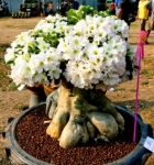 Adenium white