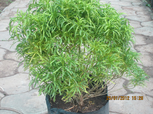 Arilia Golden
