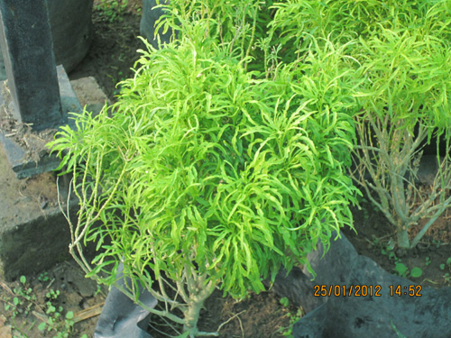 Arilia Golden