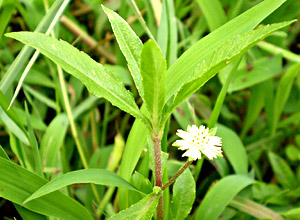 Bhringaraja