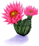 Cactus-vettel