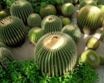 Cactus electric