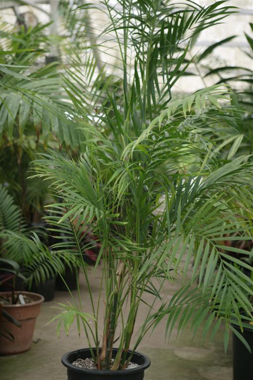 Chamaedorea Palm