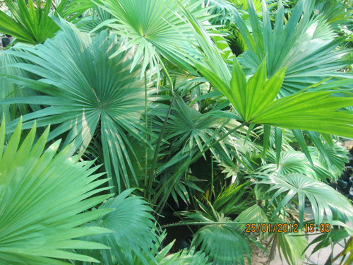 China Palm