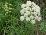 Cicuta-maculata