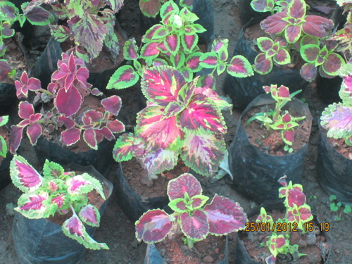 Coleus