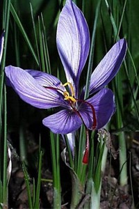 Crocus+sativus+KUMKUM