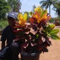 Croton Petra
