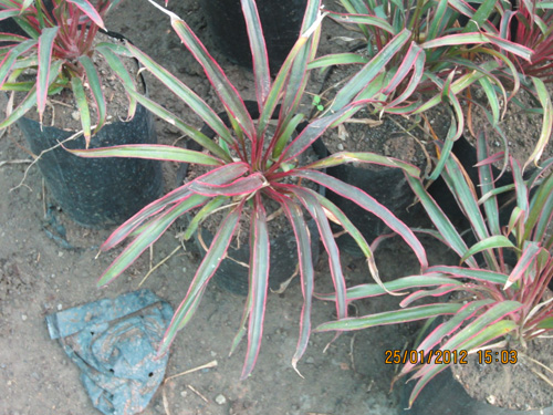 Dracena Baby Doll