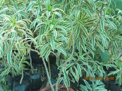 Dracena Song Of India