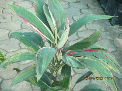 Dracena Sulochana