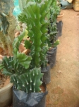 Euphorbia-ingens
