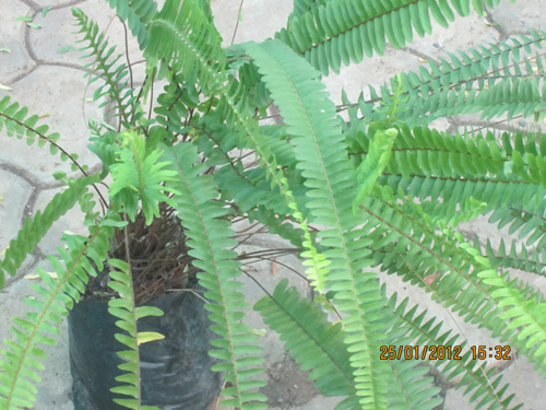 Fern