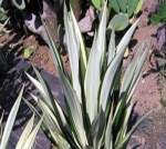 Furcraea-Gigantea