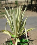 Furkeria