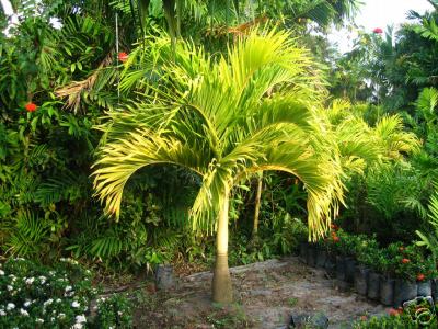 Golden Veitchia Palm