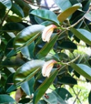 Rubber Tree, Rubber Plant (Ficus elastica)