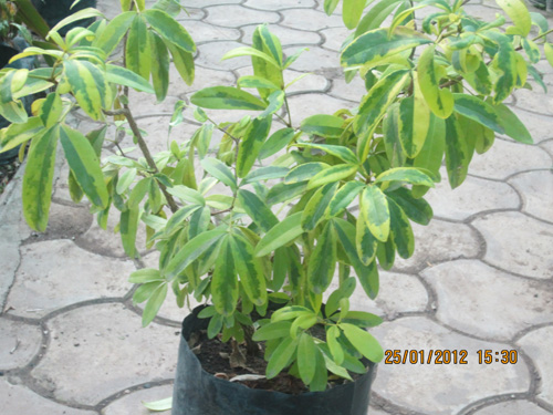 Lemonia Verigeta