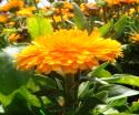 Marigold