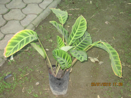 Moranta Zebrena
