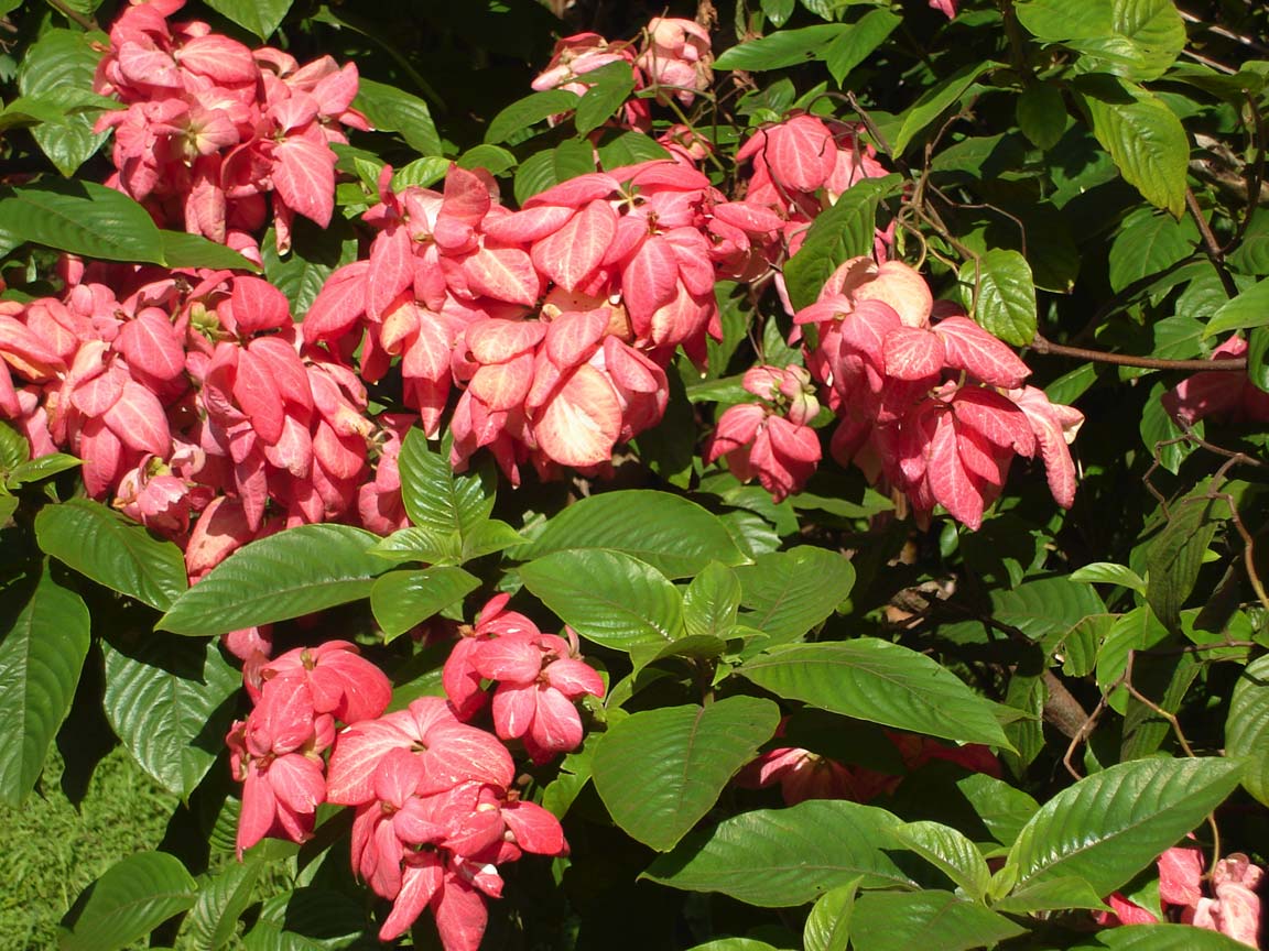 Mussaenda queen