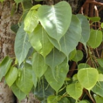 Peepal (Ficus religiosa)