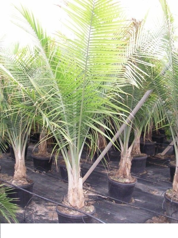 RAVENEA Palm