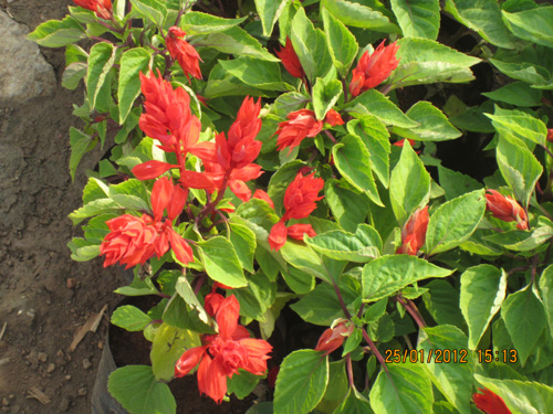 Salvia.