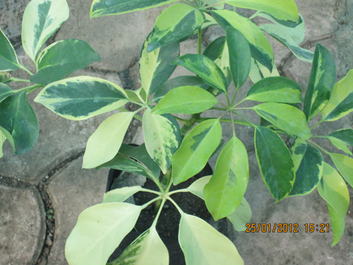 Sefillera Hicolour1