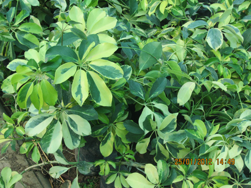 Sefillera Hicolour