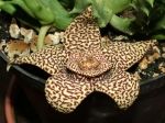 Stapelia-variegata