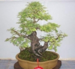 Tamarind-Bonsai