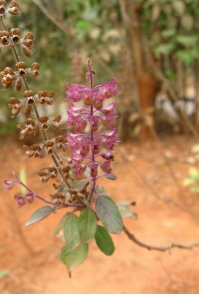 Tulasi