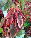 acalypha godseffiana