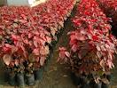 acalypha wilkesiana rosea