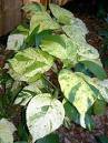 acalypha wilkesiana