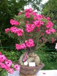 adenium dark pink