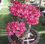 adenium red