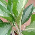 aglonima silver king