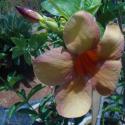 allamanda violacea 'cream'