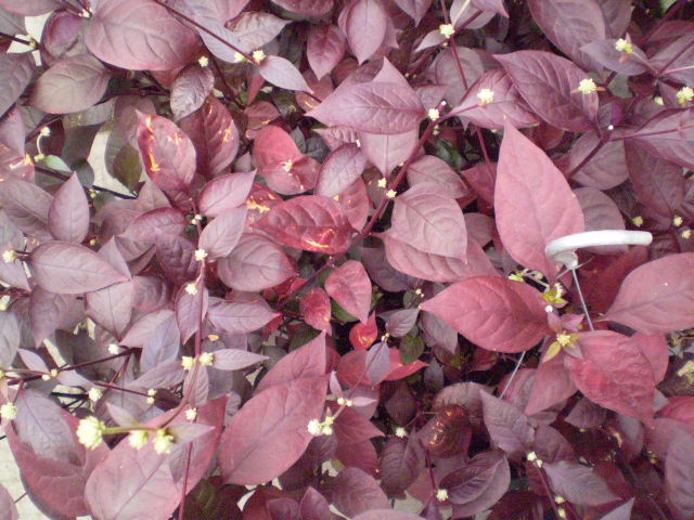 alternanthera dentata