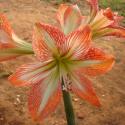 Flowers Annual 