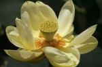 american-lotus