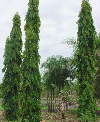 ashok1