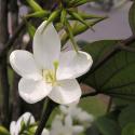 bahunia acuminata