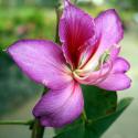Hong Kong orchid Tree (Bauhinia blakeana)