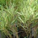 bamboo grass
