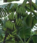 banana