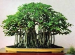 banyan tree bonsai