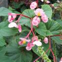 begonia